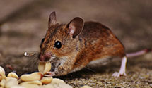 24 Hour & Emergency Exterminators in Amherst, WI